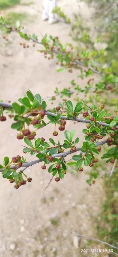 Flueggea tinctoria 7