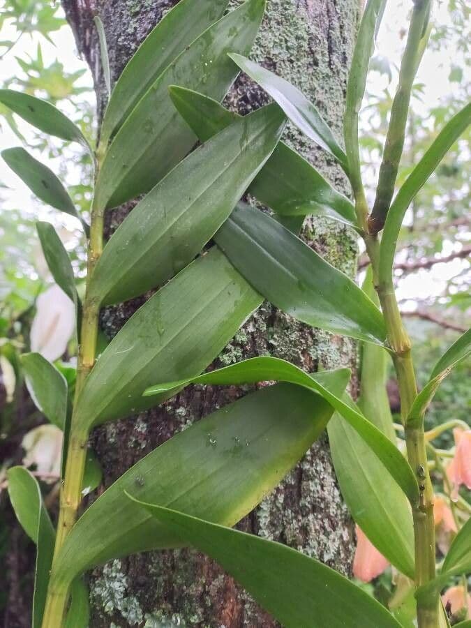 Moschus-Dendrobium 8