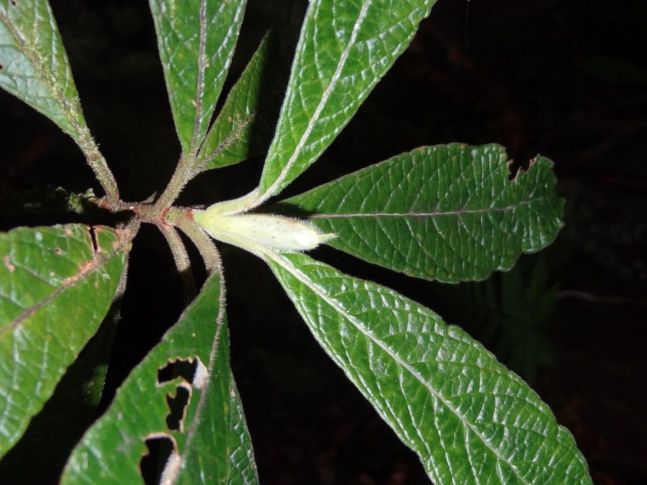 Psicotria peloscura 5