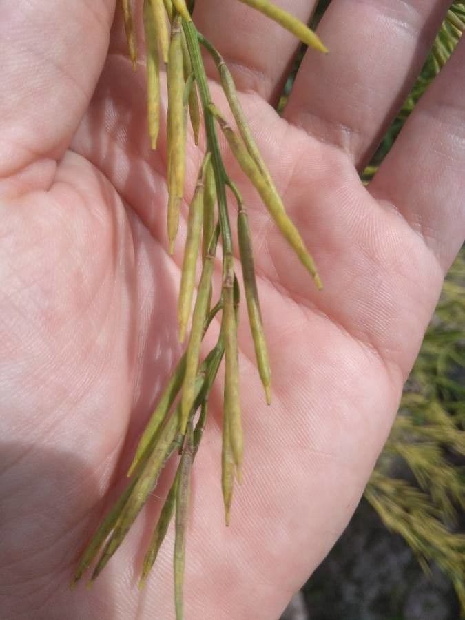 Echte Winterkresse 2