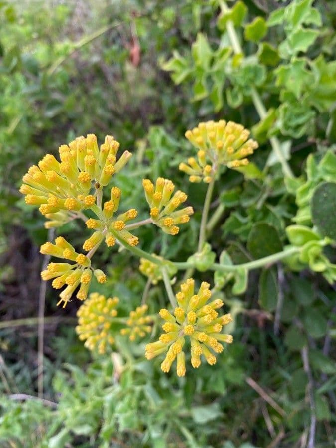 Afrikanische Gänseblümchen 5