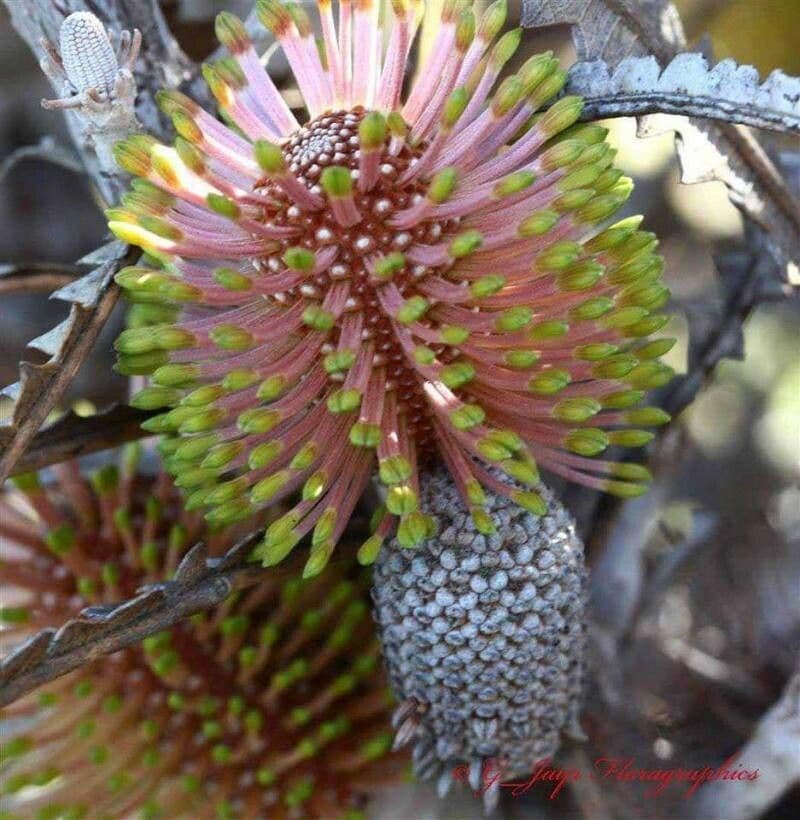 Banksia