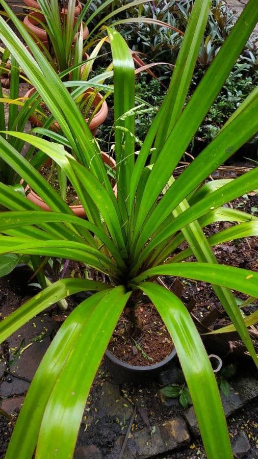 Freycinetia 15
