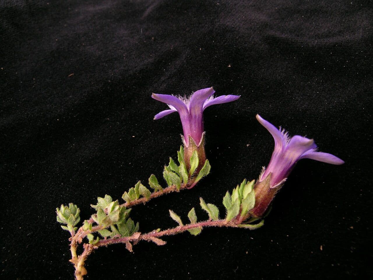 Cyananthus incanus 9