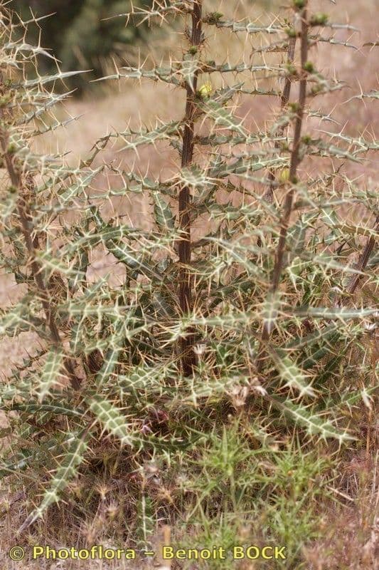 Ptilostemon