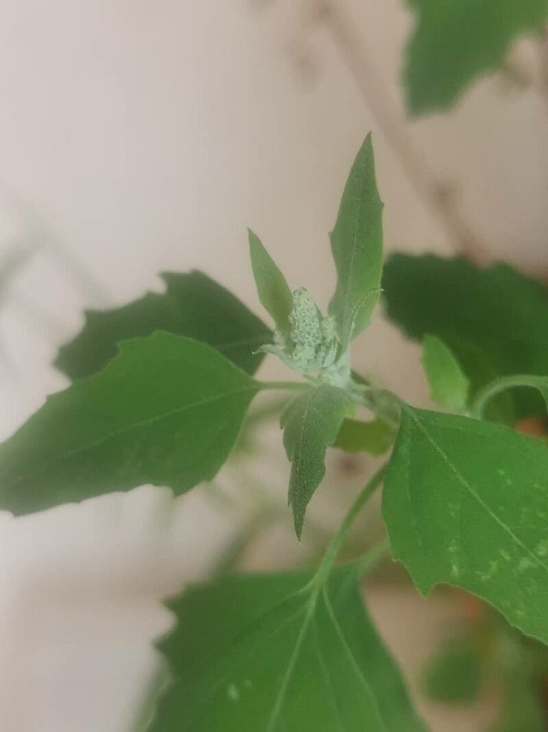 Komosa figolistna 19