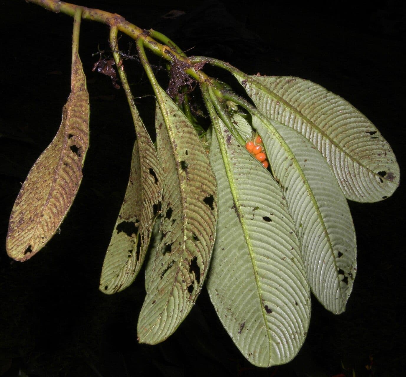 Polyphlebia 2