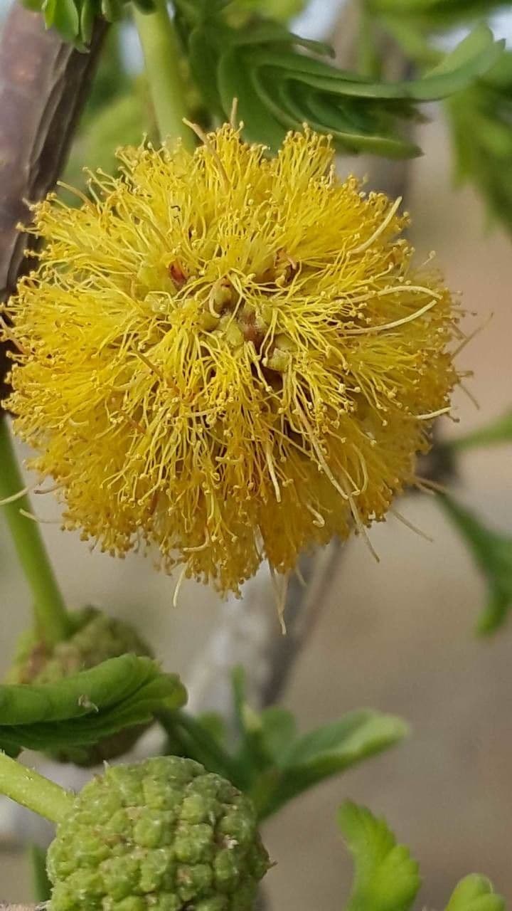 Acacia erioloba 7