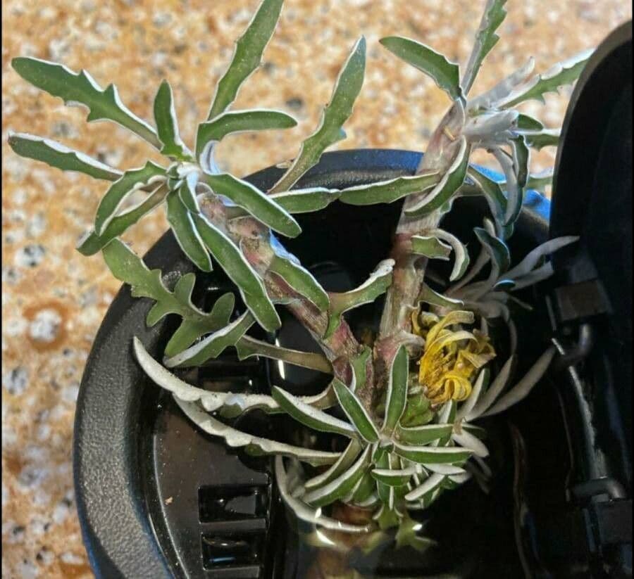 Dymondia 5