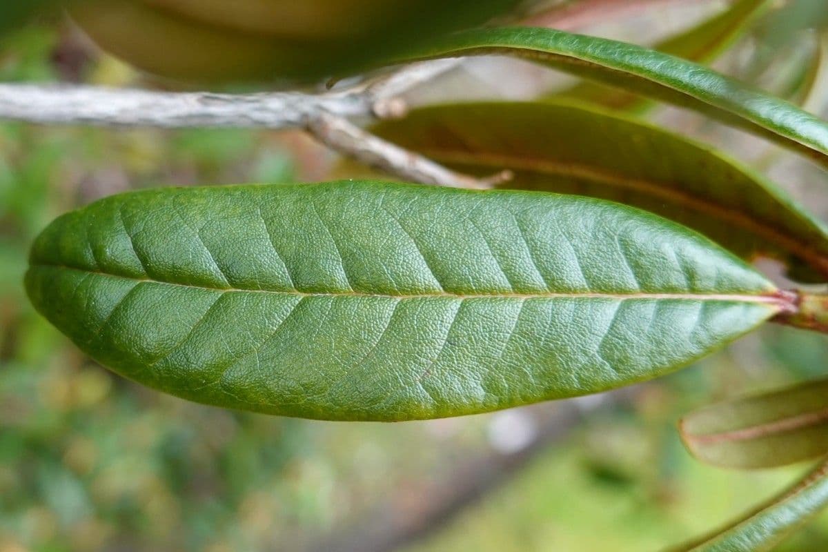 Rododendro 10