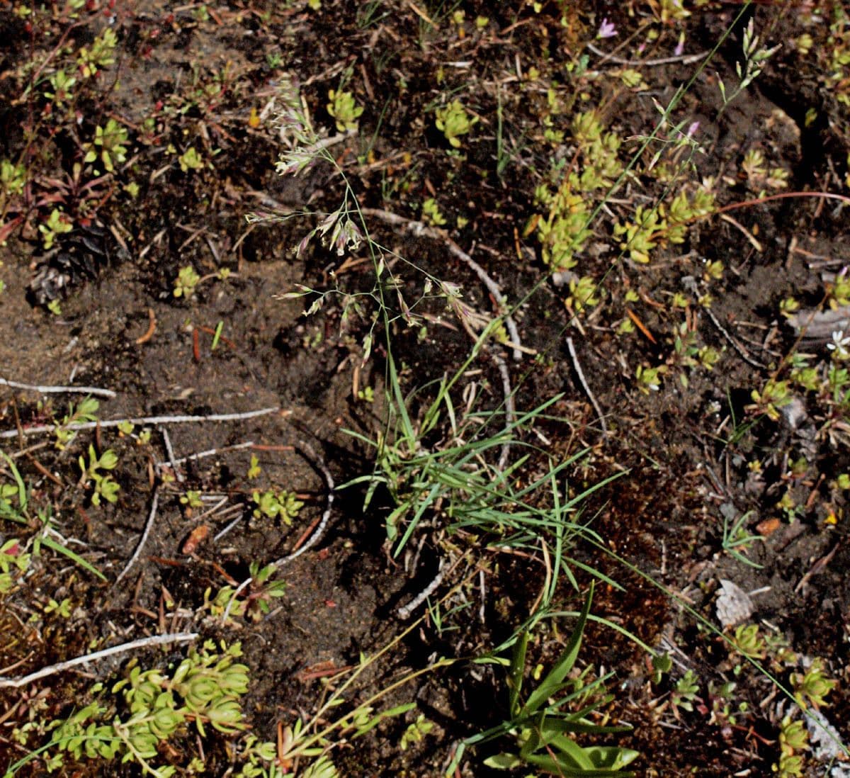 Poa leptocoma 6