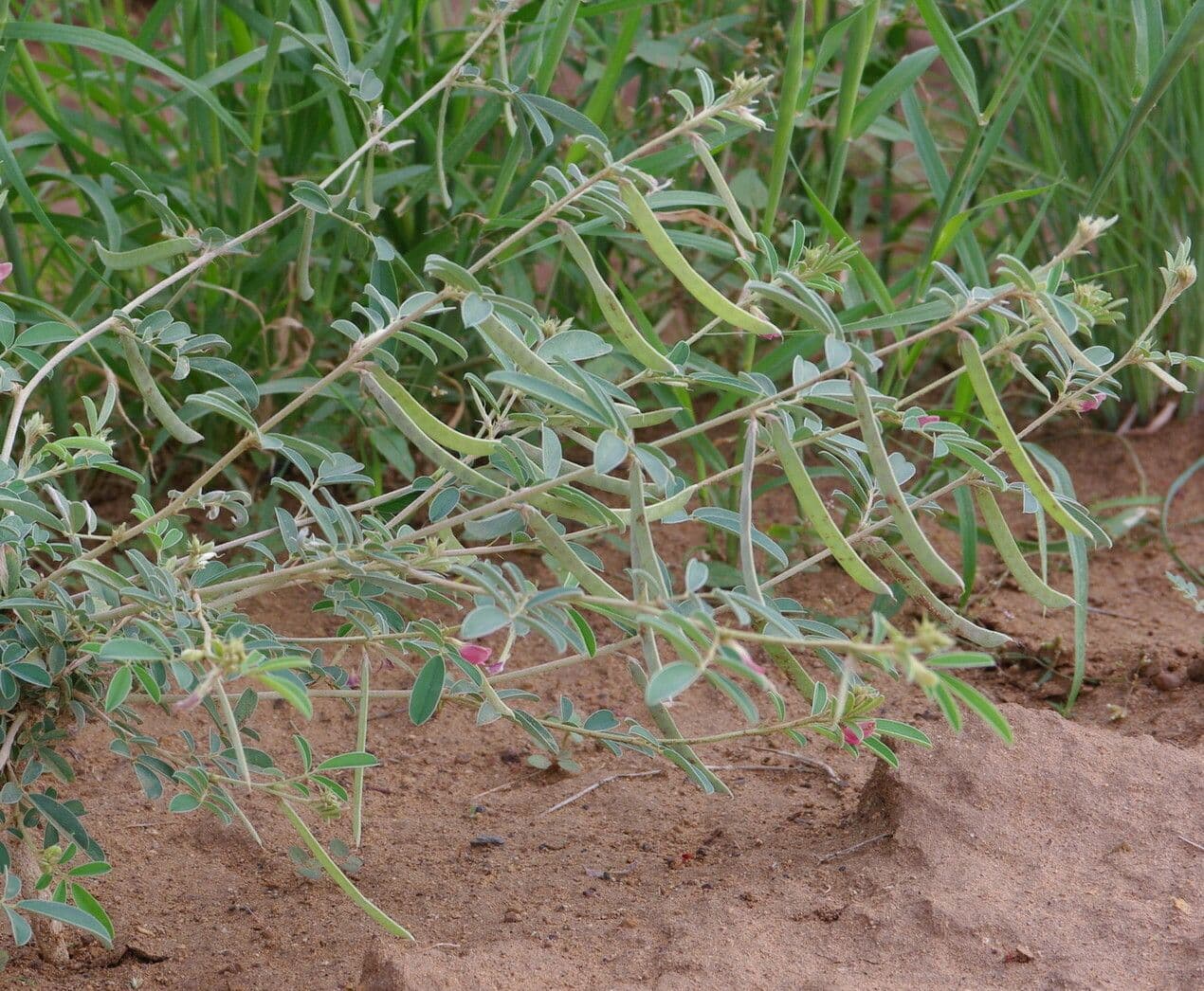 Tephrosia 10