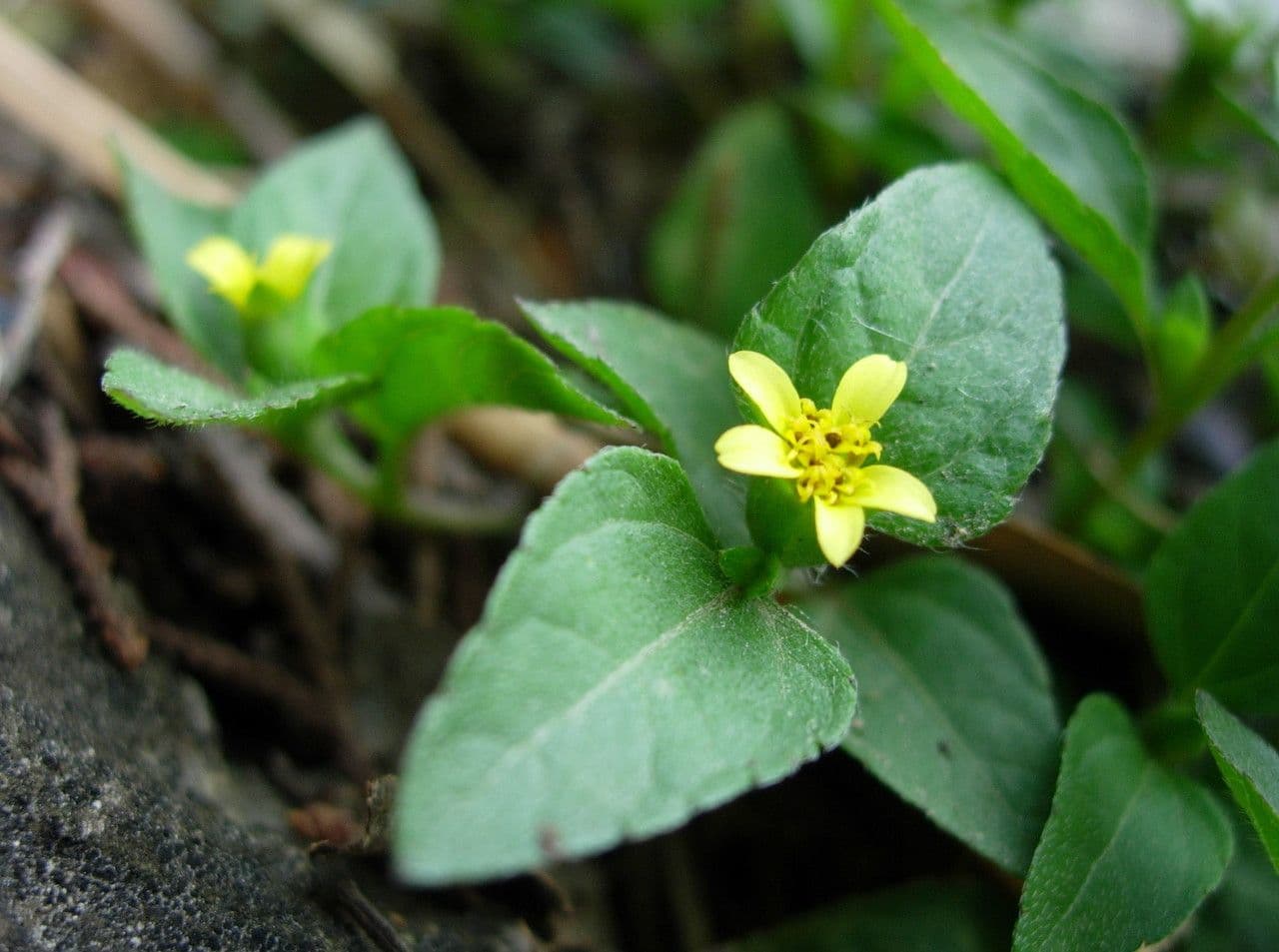 Calyptocarpus vialis 3