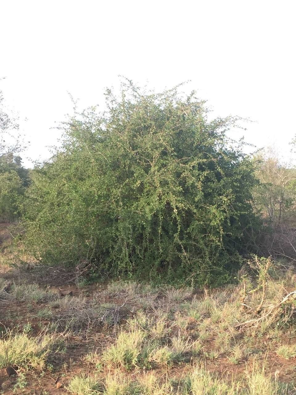 Terminalia 6