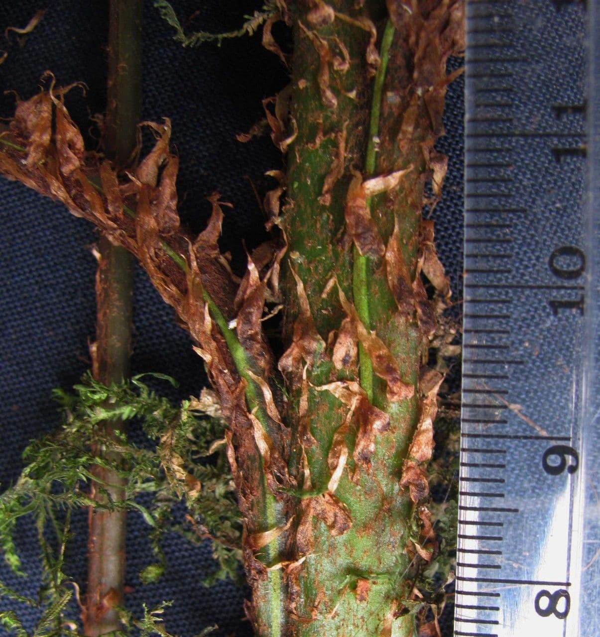 Lomariopsis 6