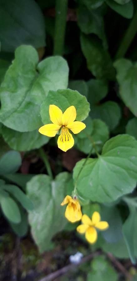 Viola biflora 6