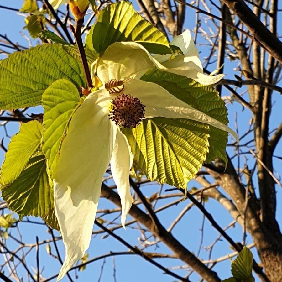 Taschentuchbaum 7