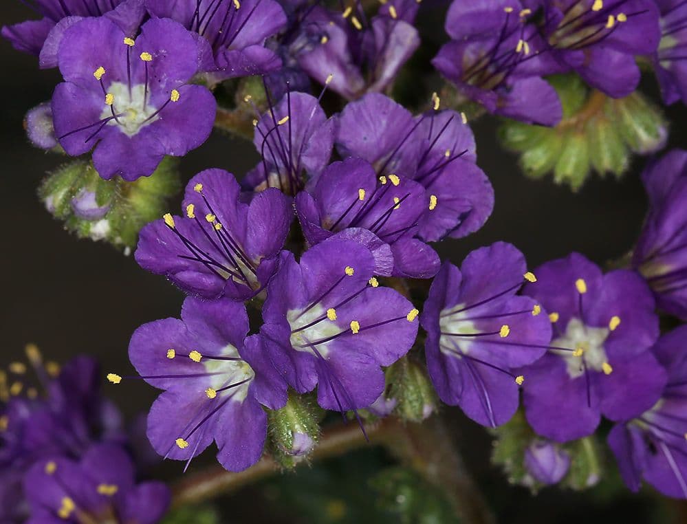 Facelia crenulata 3