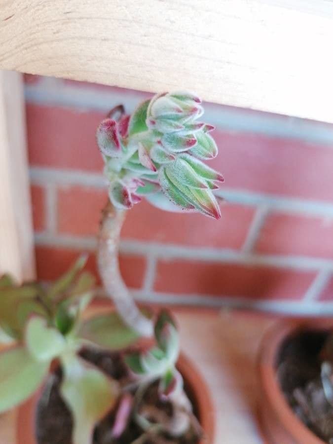 Echeveria 25