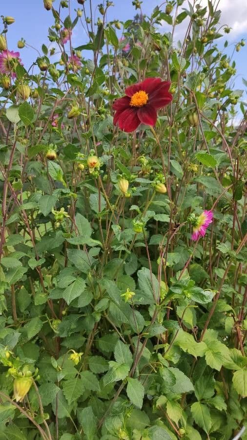 Dalia rossa 6