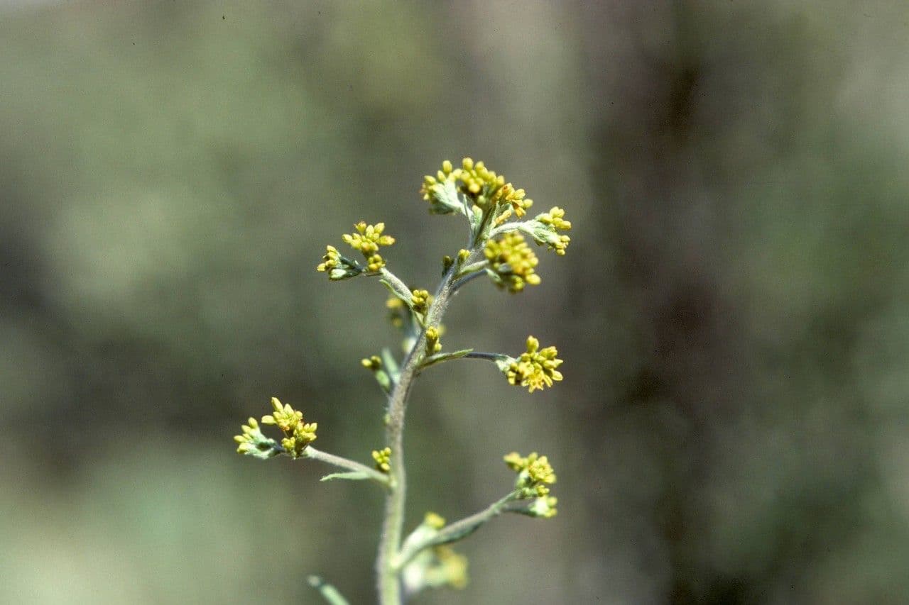 Eriogonum