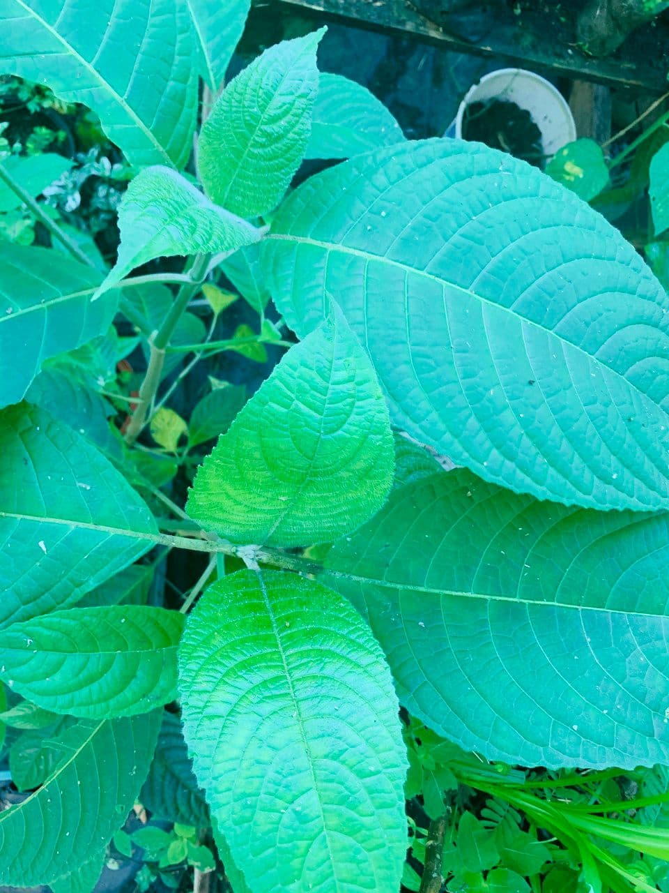 Trichanthera obrovská 3