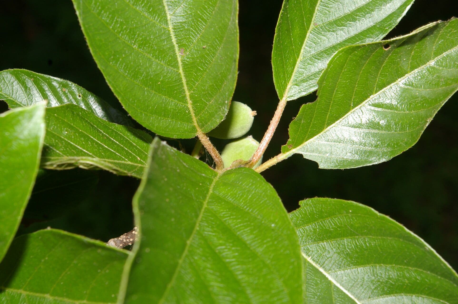 Guettarda
