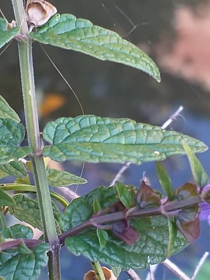Scutellaria comune 21