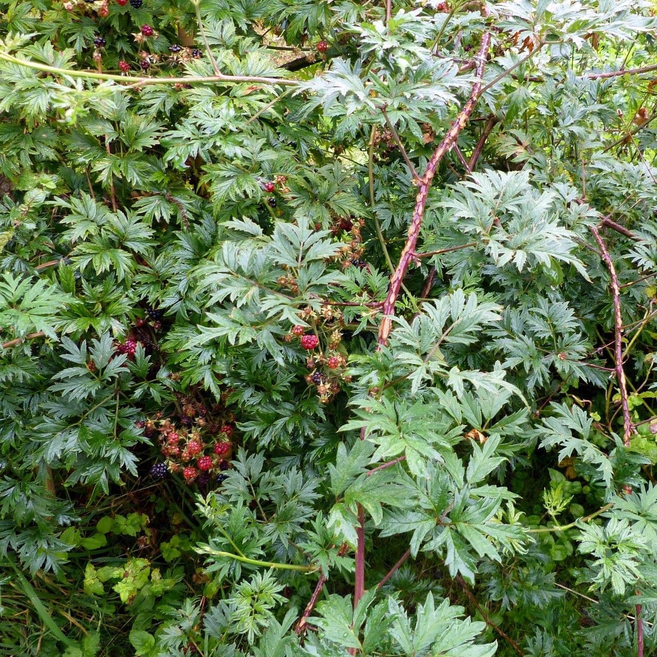 Schlitzblättrige Brombeere 15