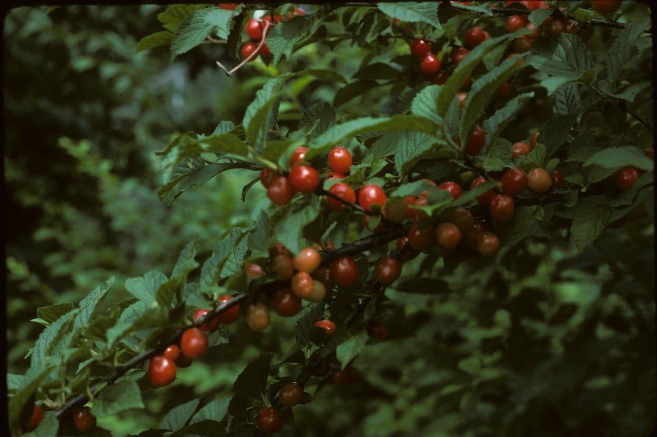 Prunus tomentosa 5