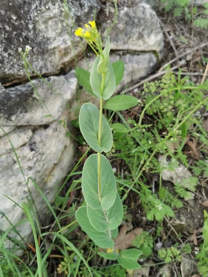 Conringia 3