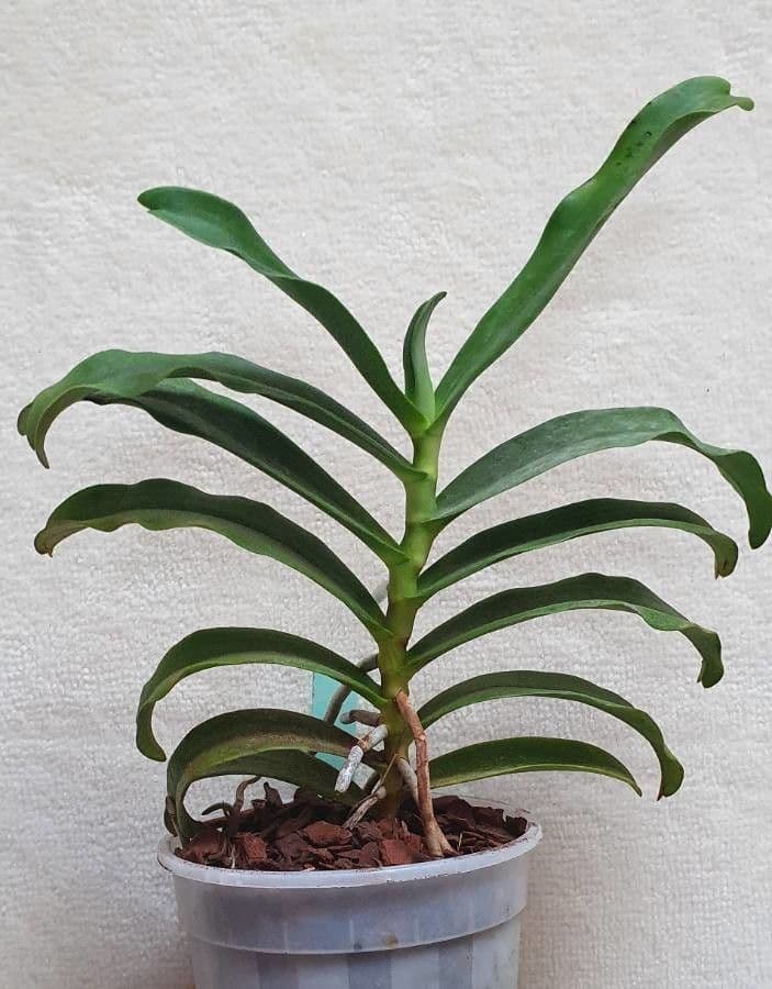 Aerangis