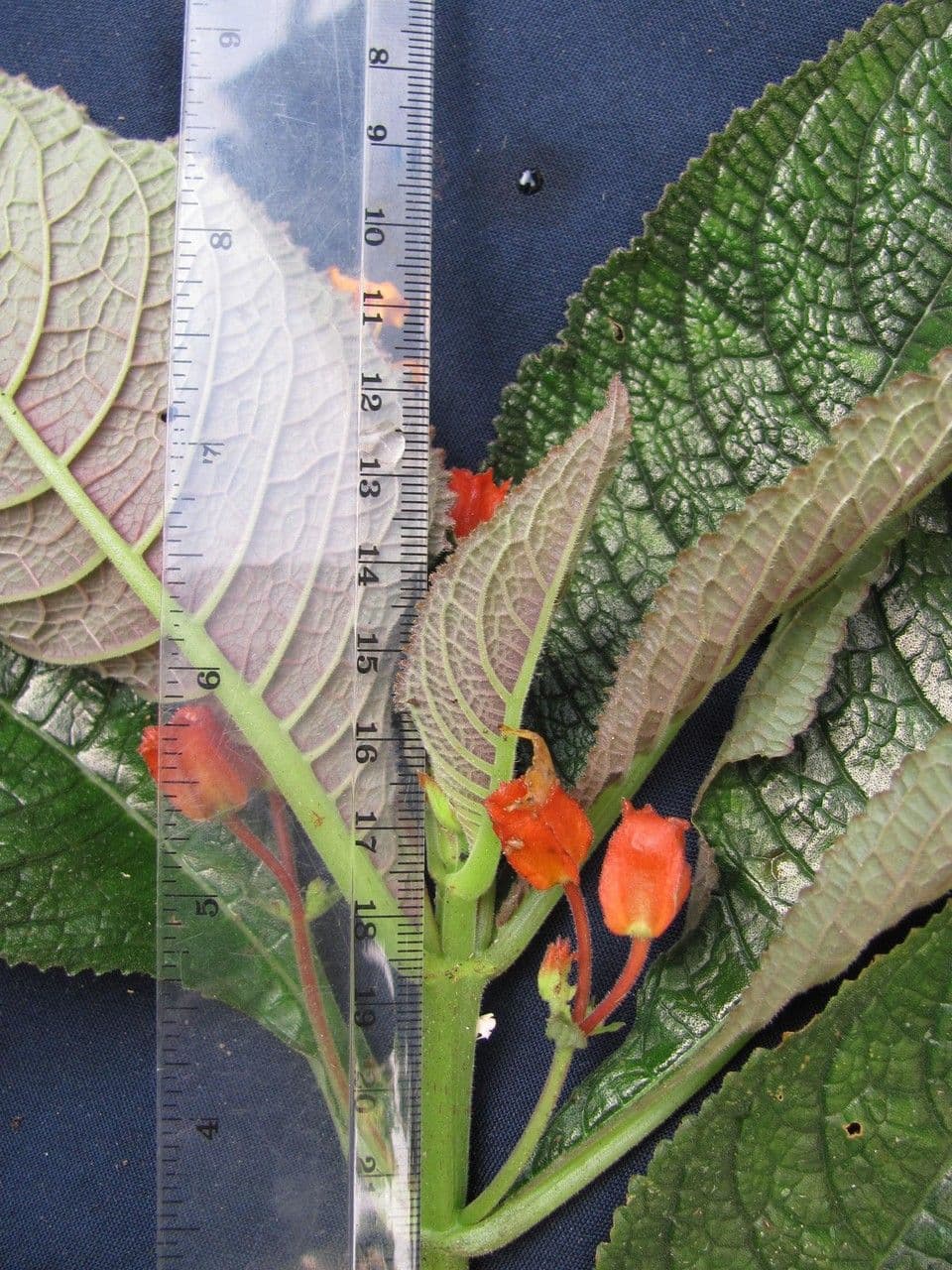Chrysothemis pulchella 23