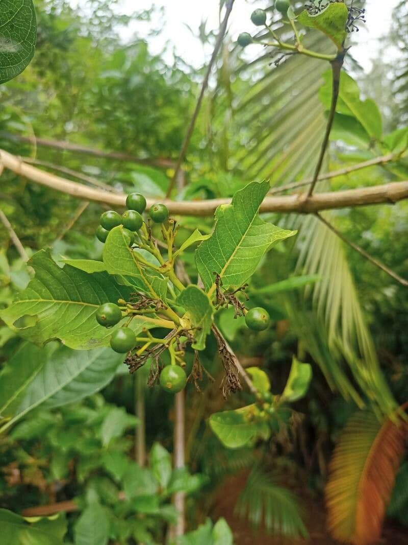 Rauvolfia viridis 2