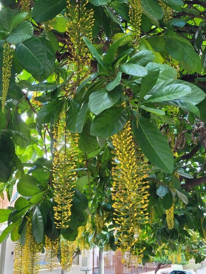 Lophanthera 4