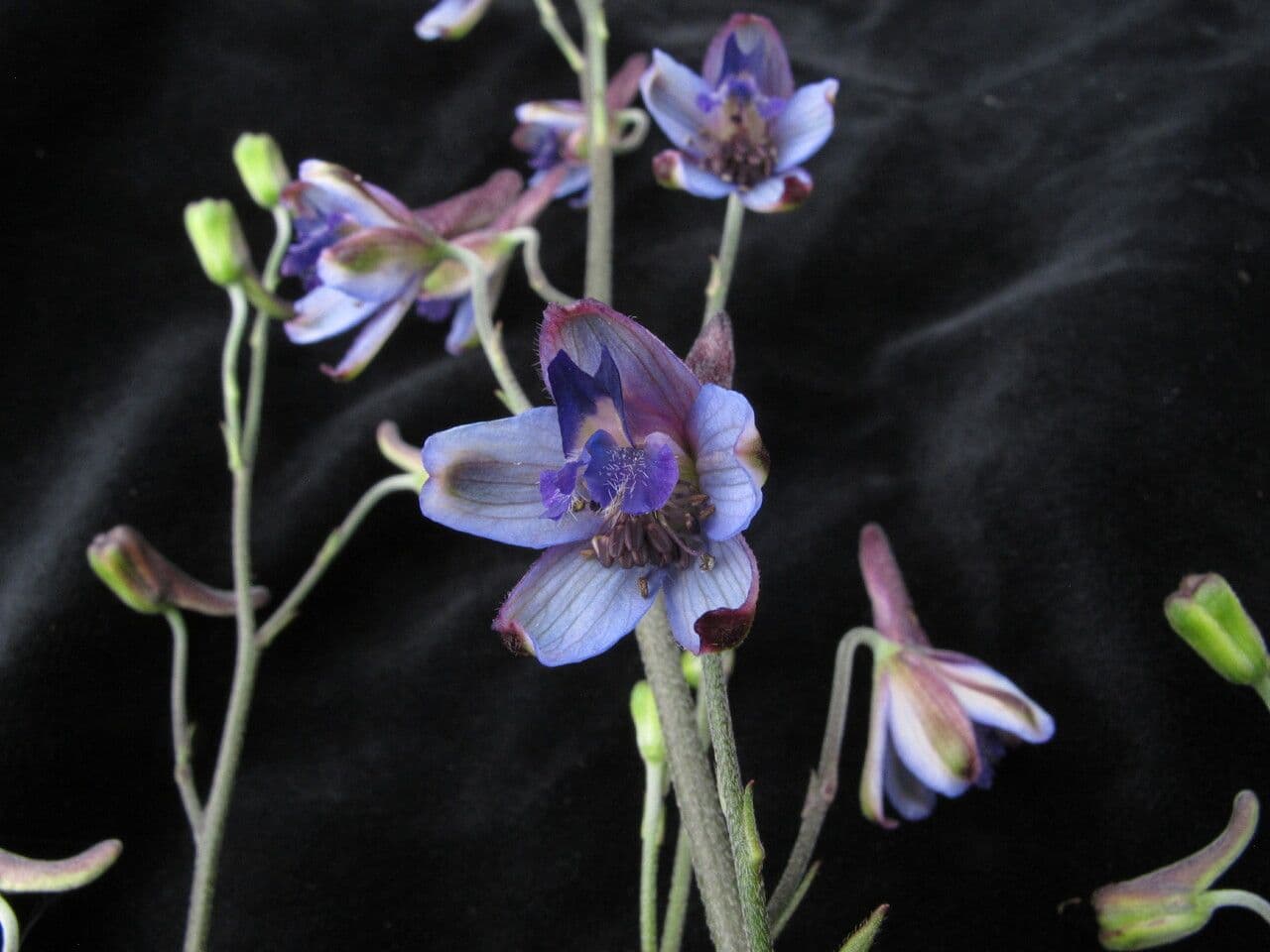 Delphinium 5