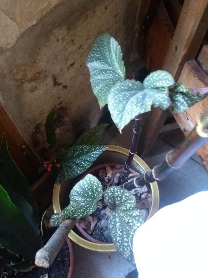 Begonia 15