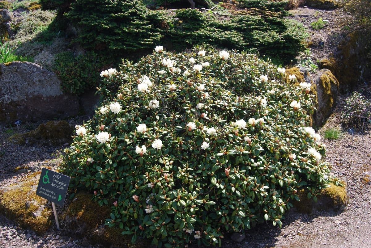 Rododendro dorato 6