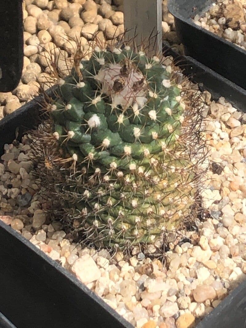 Turbinicarpus