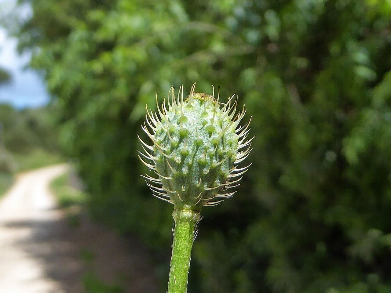 Bastard-Mohn 4