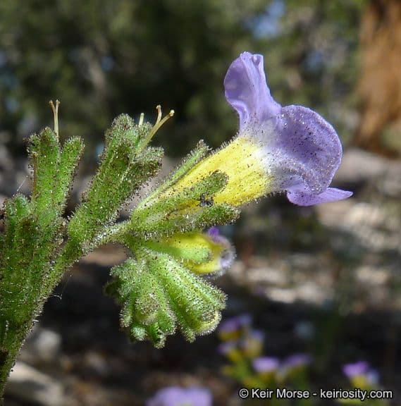 Fremonts Phacelia 4