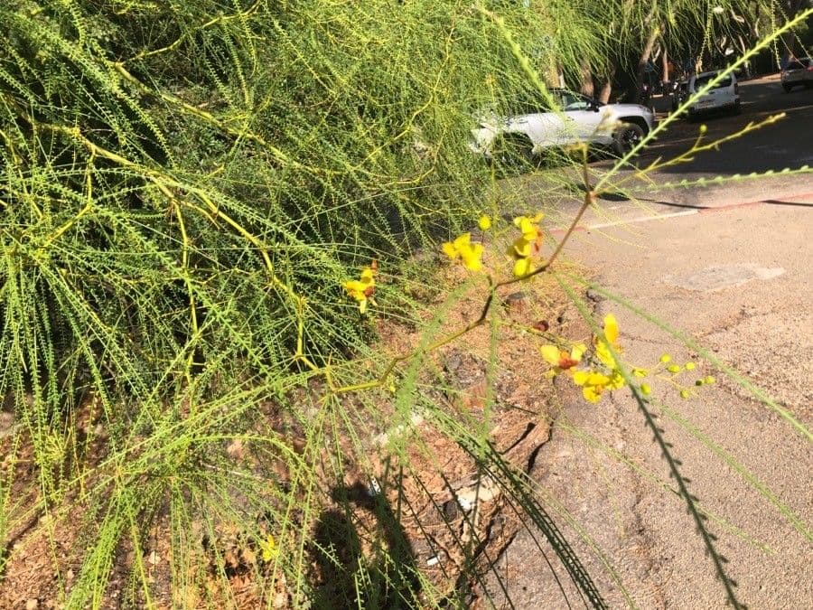 Parkinsonia 26