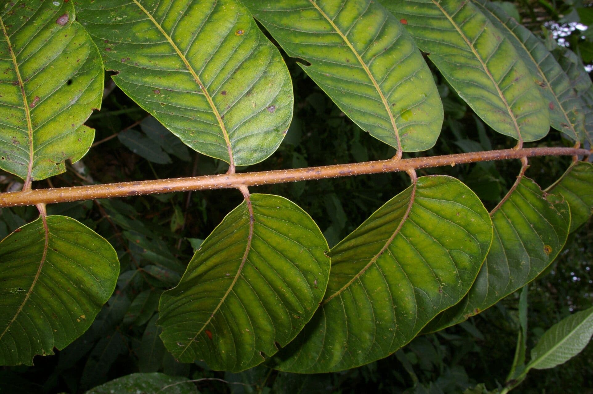 Cedrela 3