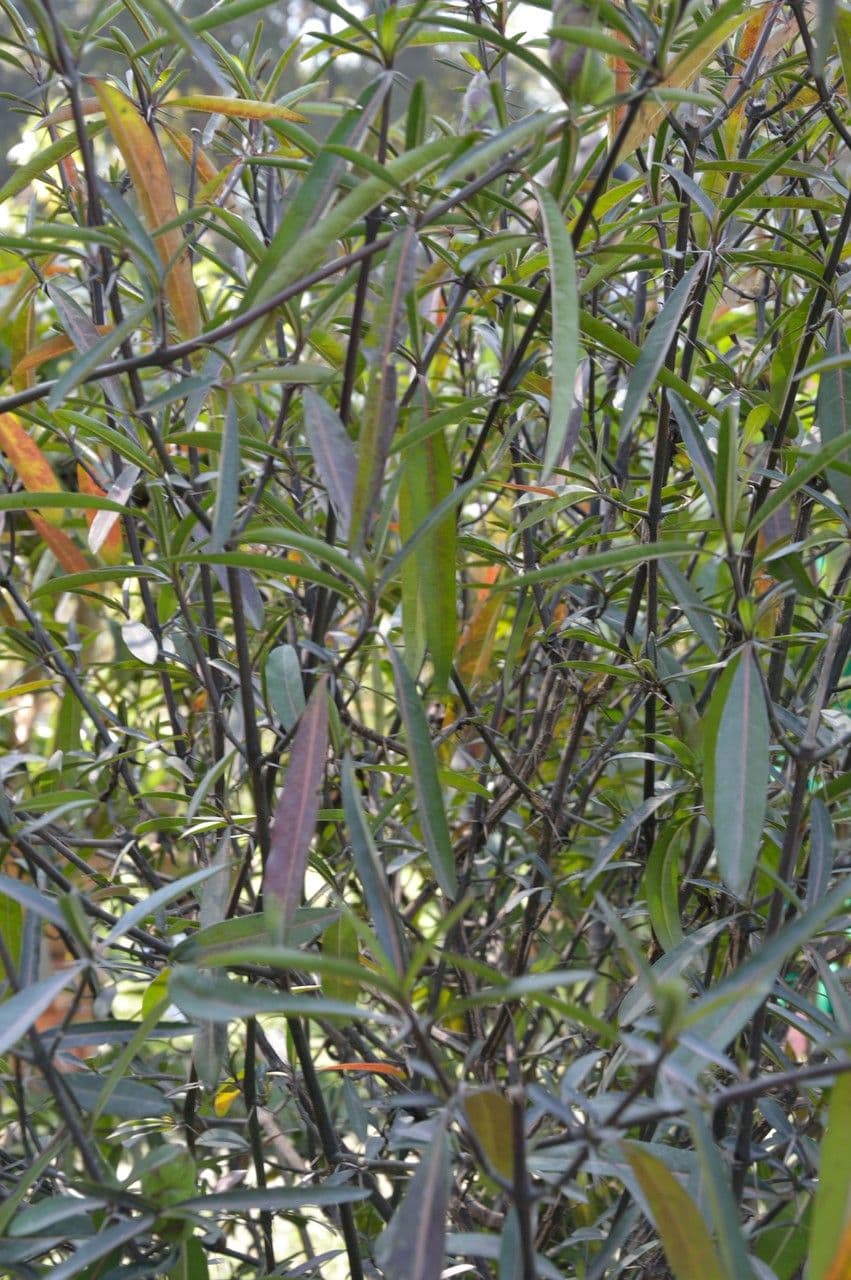 Barleria a cono di luppolo 10
