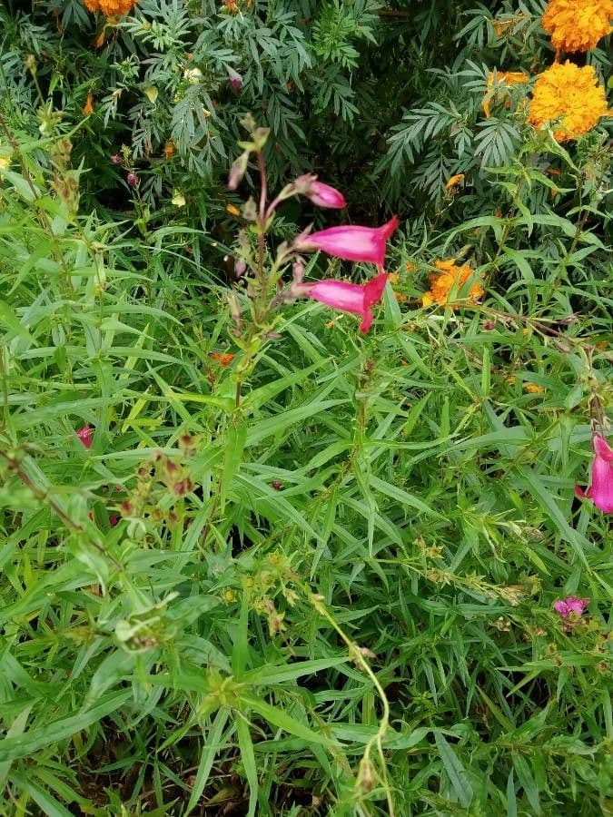 Penstemon di Hartweg 12