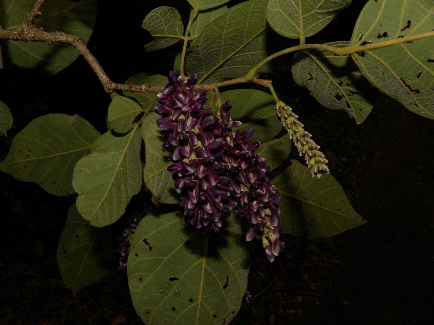 Lonchocarpus 2