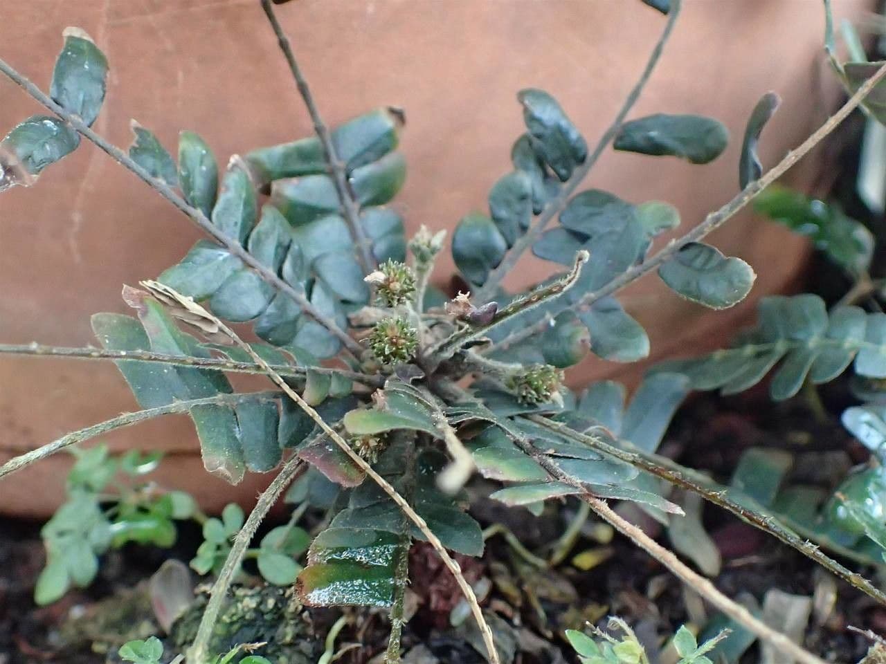 Biophytum 2