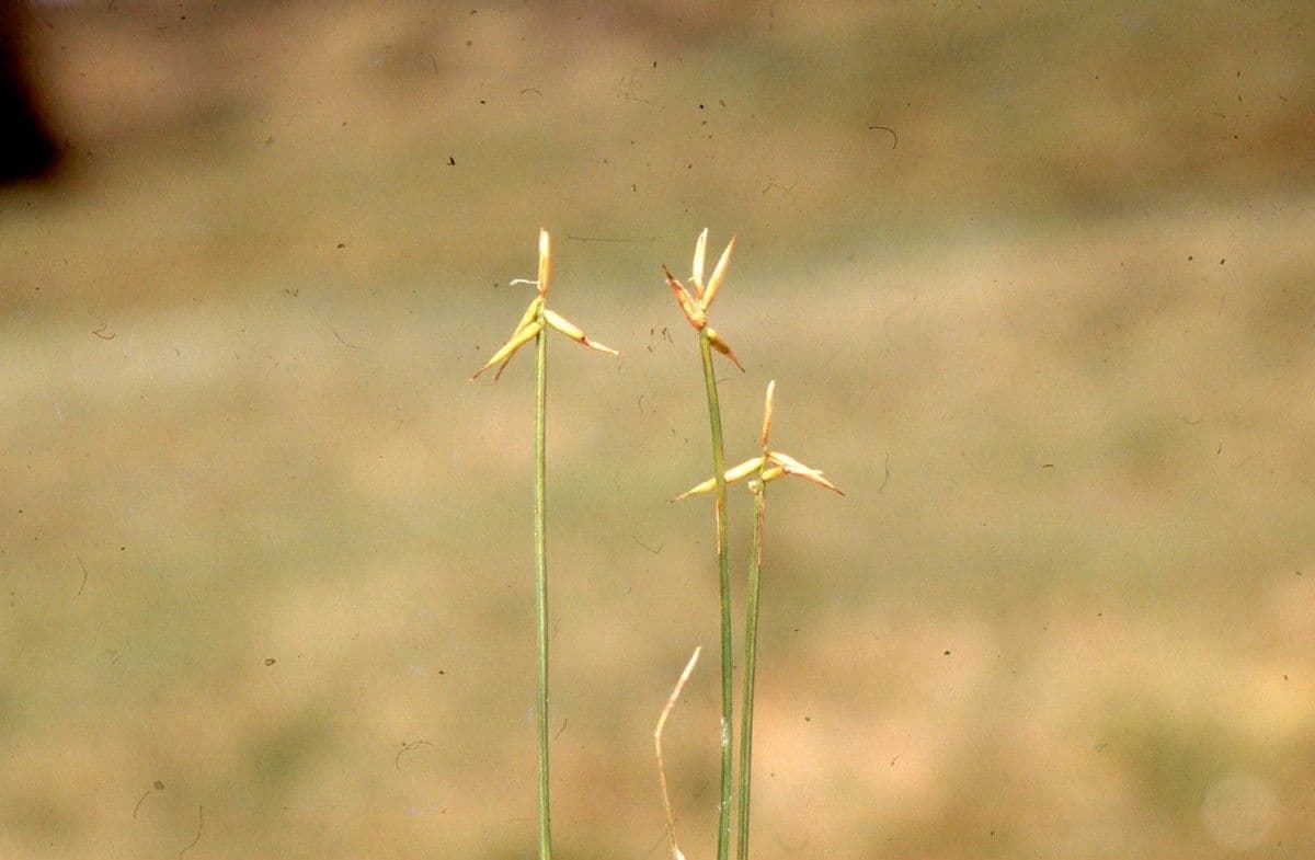 Carice pauciflora 9