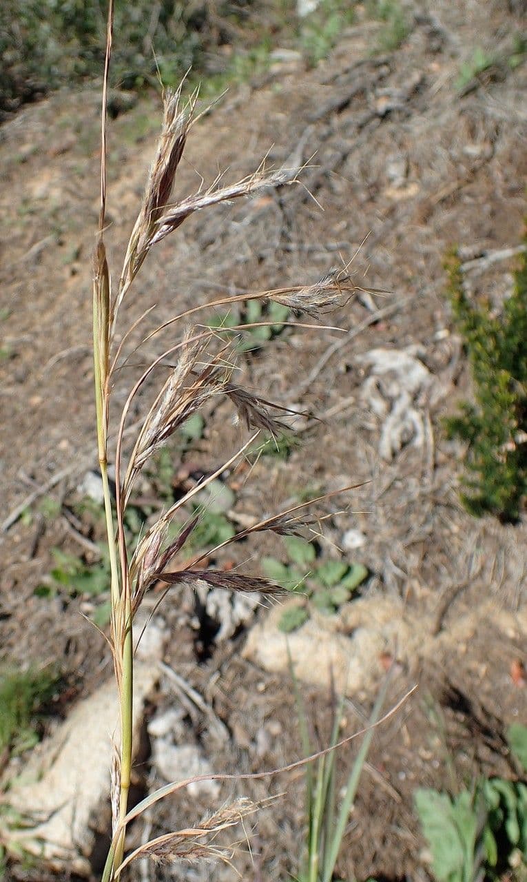 Cerrillo 13