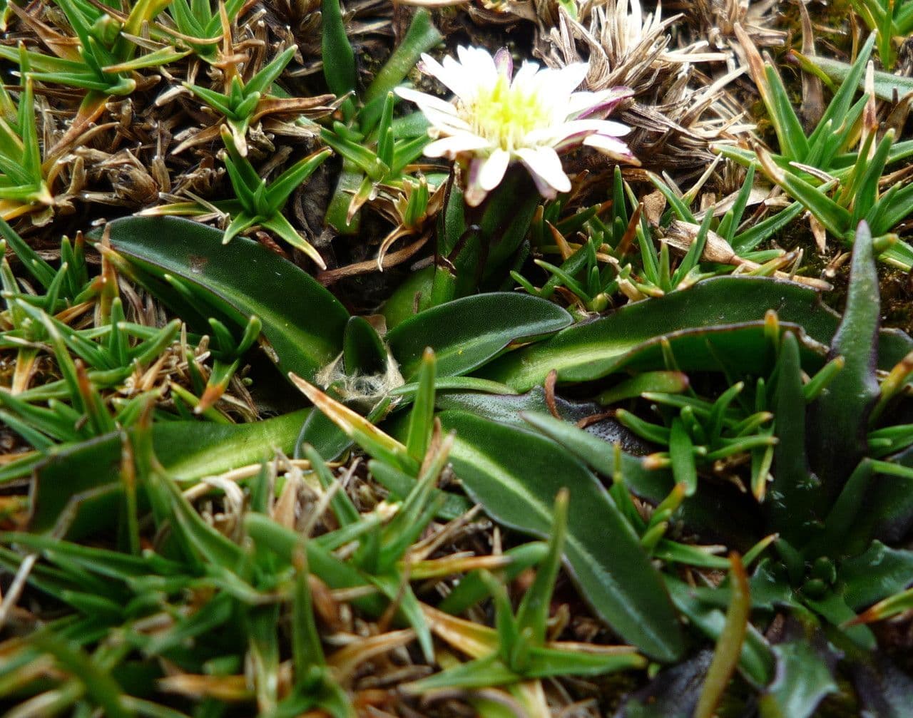 Oritrophium limnophilum 8